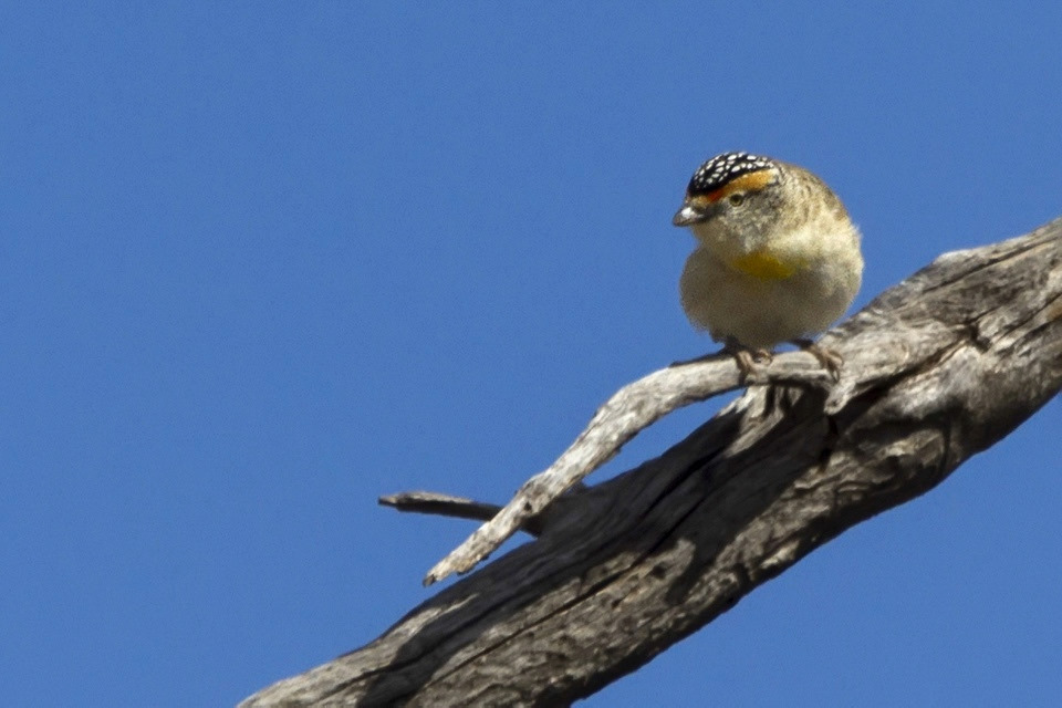 Red-browed Pardalote (Pardalotus rubricatus)